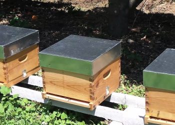 Colmeias de abelhas dentro da exploração intensiva de milho