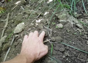 Como posso saber se o meu campo está bem regado?