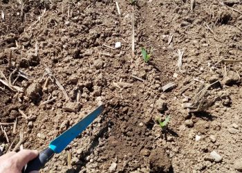 Como utilizar o herbicida pós-precoce