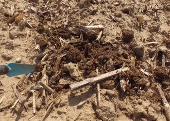 Contagem decrescente para as primeiras sementeiras 2018