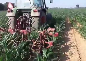 Covas no milho para evitar escorrimentos (12 folhas)