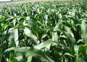 Crescimento rápido  15 Junho  a 15 Julho 2008