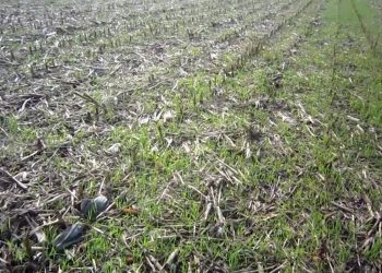 Cultura de cobertura antes da sementeira directa 2011