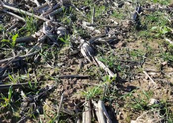 Cultura de cobertura (Dezembro 2017)