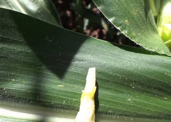 Desenvolvimento da maçaroca antes da floração