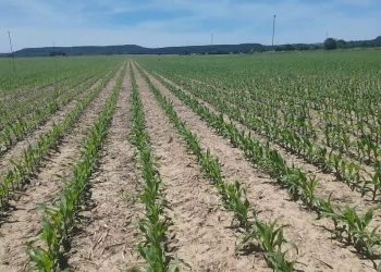 DroneDeploy – Milho fotografado pelo Drone (Episódio 4)