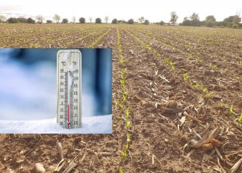 Efeito do acentuado arrefecimento da temperatura, na emergência do Milho