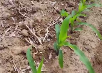 Efeitos do herbicida à 5ª folha do milho