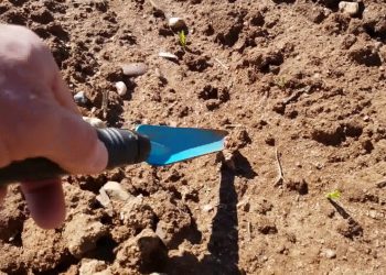 Emergência do milho. Aplicação herbicida e controlo de crosta