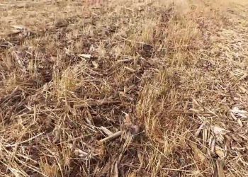 Emergência na sementeira directa   (translated) 2013-05-09