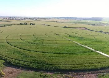 Ensaios de variação de densidades no Milho