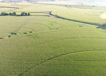 Ensaios de variação de densidades e de variação de potásio