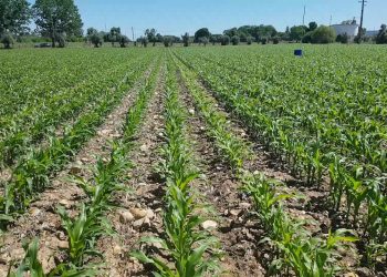 Falha de Adubação Fosfatada na linha do Semeador