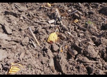 Falsas sementeiras de  milho