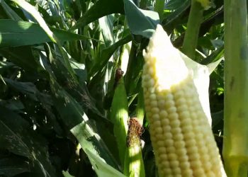 Fim da floração 2017