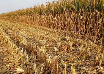 Fim das colheitas 2018 com Pequeno resumo dos resultados