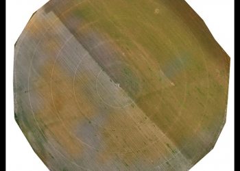 Fim do efeito residual do herbicida pré-emergência (maio 2017)