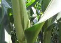 Floração do Milho  inicio da floração 2013