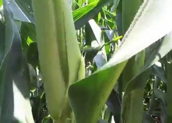 Floração do Milho  inicio da floração 2013