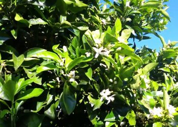 Floração num pomar de laranjeira no apoio à biodiversidade