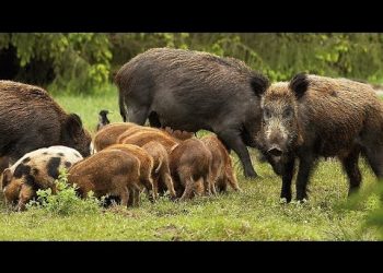 Forte ataque de JAVALIS