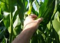 Fungos atacam o Milho