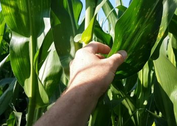 Fungos atacam o Milho