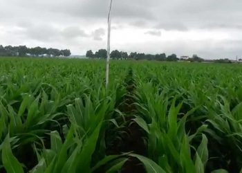 Gestão da rega (ferramentas de apoio à decisão) Maio 2014