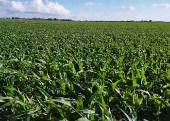 Grande desenvolvimento devido às altas temperaturas do mês Abril