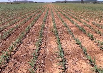 Herbicida de pós-emergência(limite de época de aplicação) 7 folhas,300º …