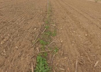 Herbicida nas linhas de cobertura total