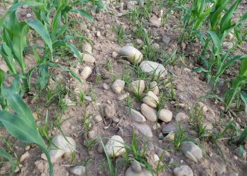 Herbicida pós emergência: Sim ou Não?