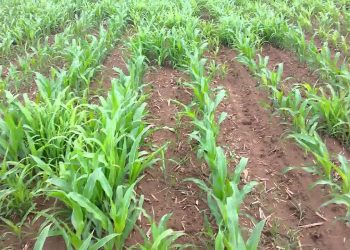 Infestação muito grave com milho do ano anterior (translated)