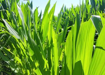 Infestantes dominam seara milho Julho 2016