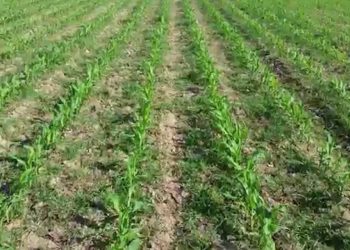 Infestantes resistentes à Pré-emergência