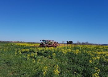 Inicio da campanha 2018 (zonas com cultura de cobertura)