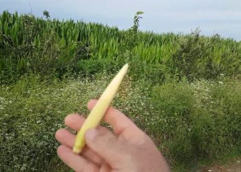 Inicio da floração 2017 (8 Junho 2017)