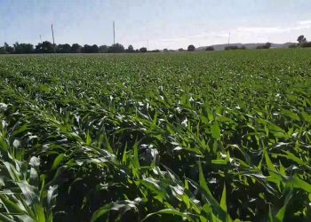 Inicio da rega após a chuva intensa