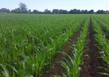 Início rega 2016 Ano húmido com heterogeneidade