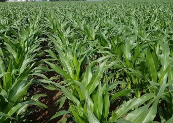 Inverno seco, Primavera seca. Reforço nas primeiras regas