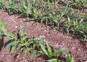 Milho após chuvas fortes e persistentes 8ª folha