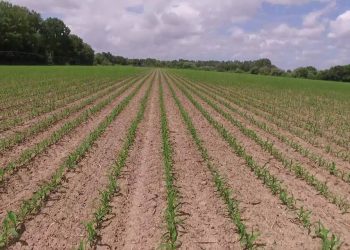 Milho com bom desenvolvimento  à 5ª folha