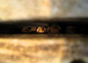 Morcegos chegam aos abrigos na quinta 2013-04-02