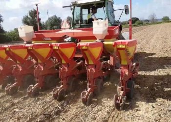 O que fazer após a chuva durante as Sementeiras?