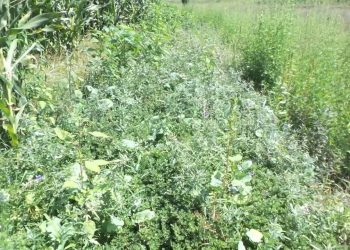 Operation Pollinator 2014