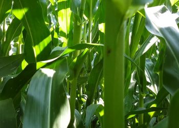 Piolho verde do milho    (HEMIPTERA: APHIDIDAE)
