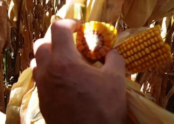 Ponto negro no milho