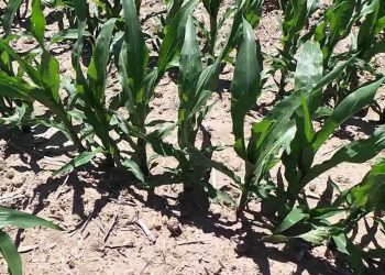 Potencial máximo do milho ás 10 folhas   2013-06-02