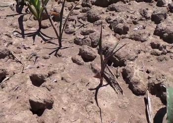 Potencial reduzido ás 10 às folhas (translate) 2013-06-02