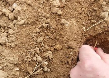 Pré-emergência do milho 7 dias após sementeira (ver link graus dia e tem…